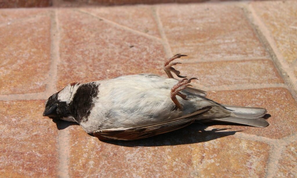 Biblical meaning of dead birds in dreams