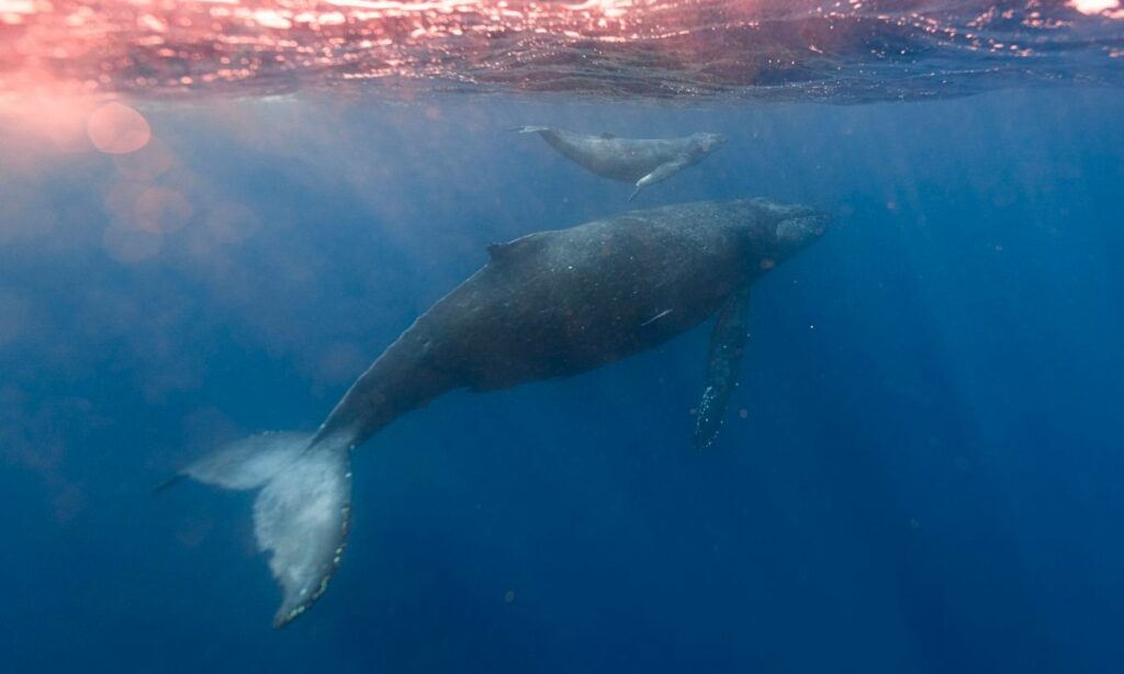 Dreaming Of Whales Spiritual Meaning