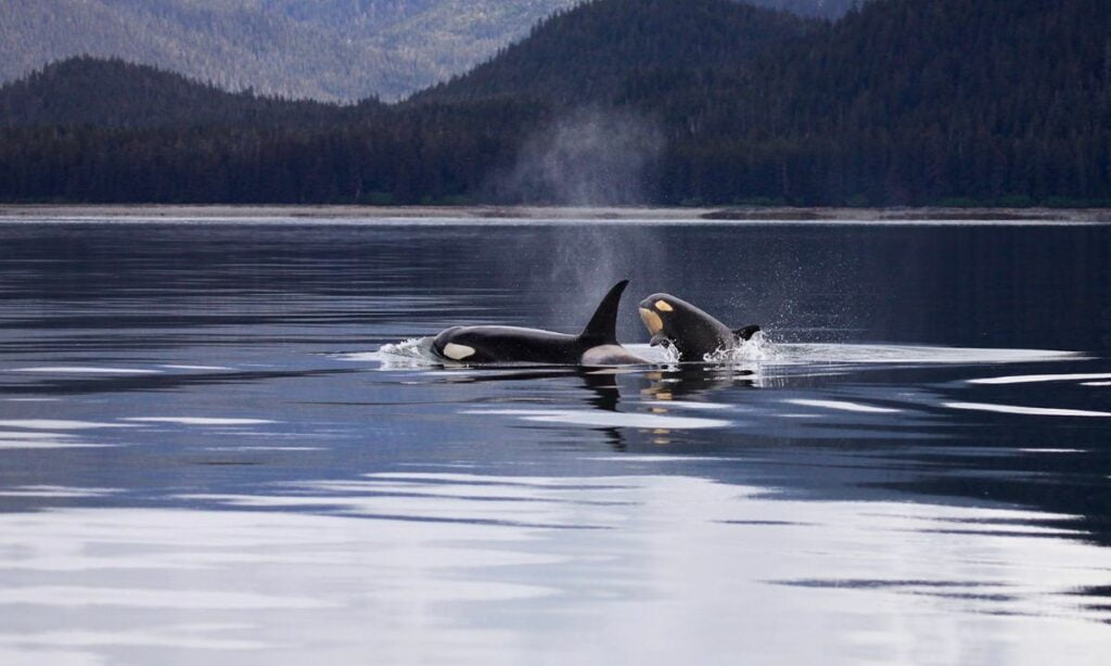 19 Common Orca Whale Dream Interpretations And Their Meanings