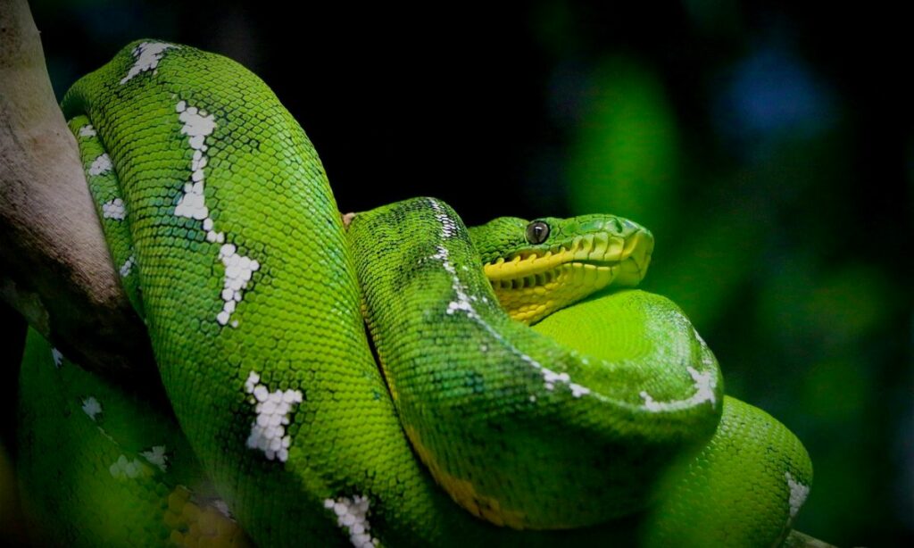 6 Common Interpretations of Snake Bite In Dream