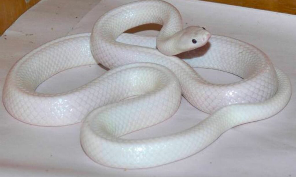 What does a white snake mean in a dream symbolize?