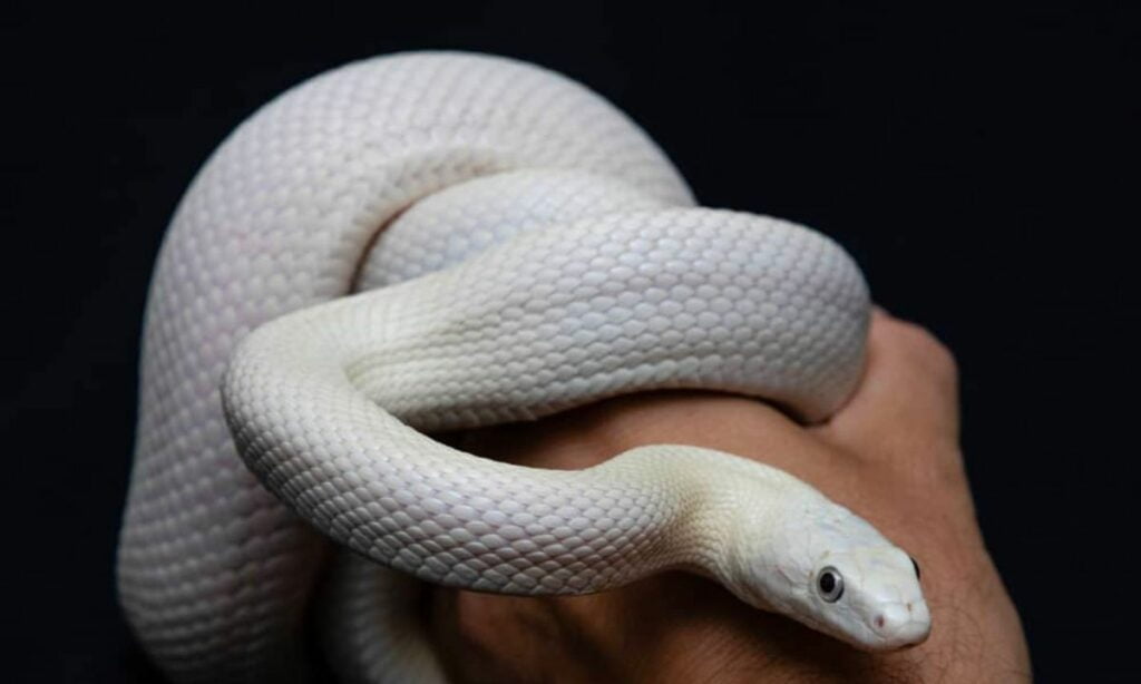 White Snake In Dream