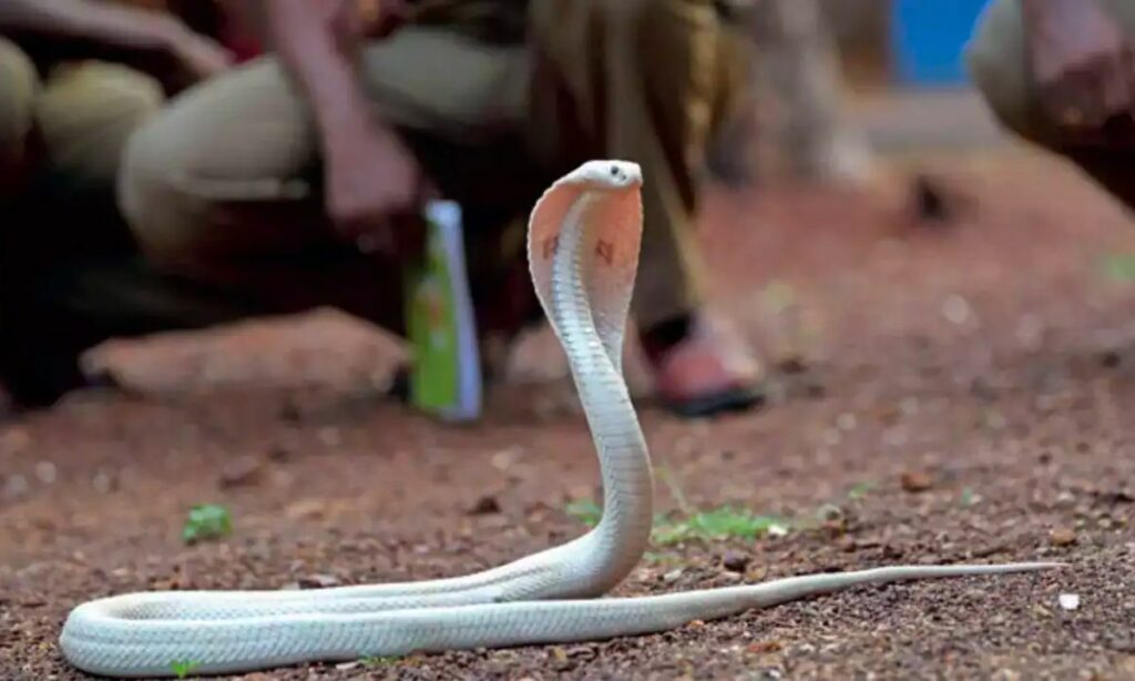 17 Meanings When You dream of a white snake