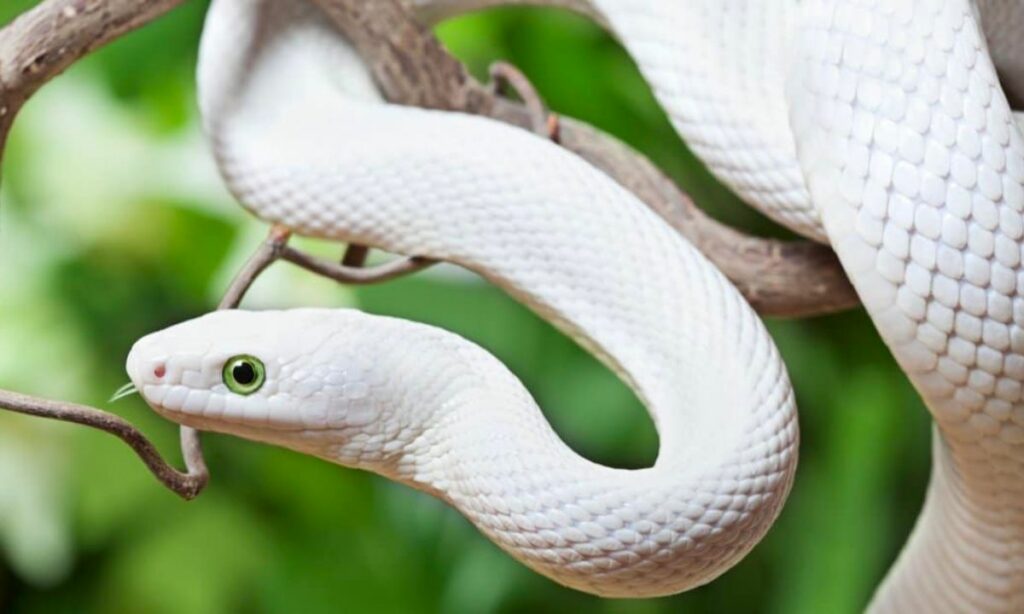 Dreaming of White snake's spiritual meaning