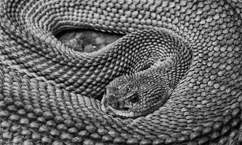 Spiritual meaning of black snake in dream