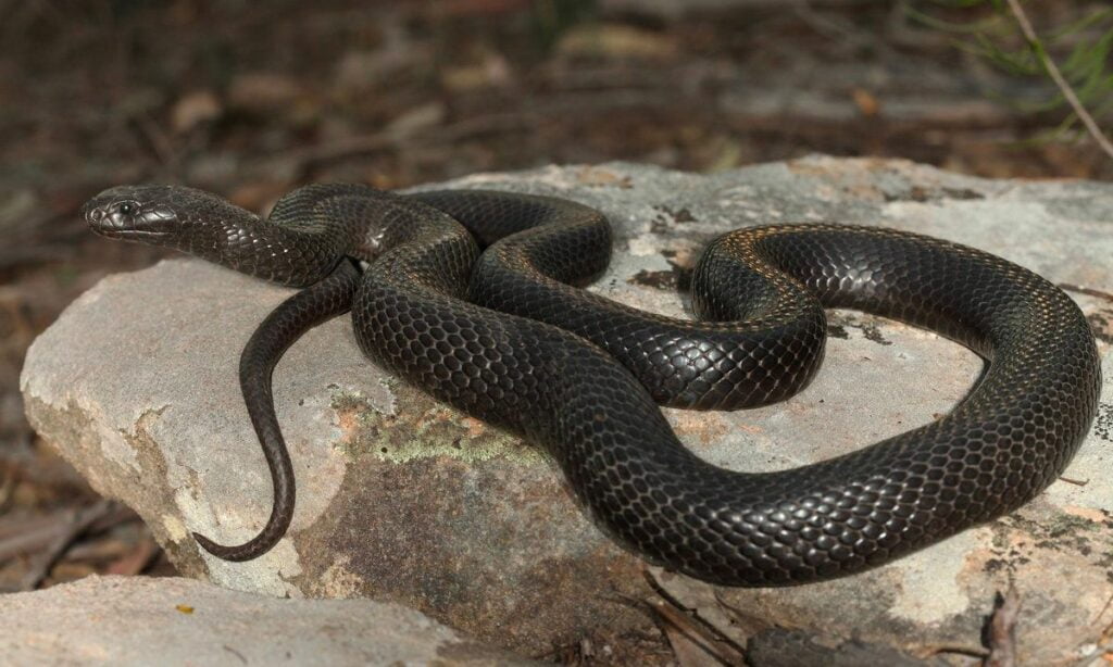 Black snake symbolism