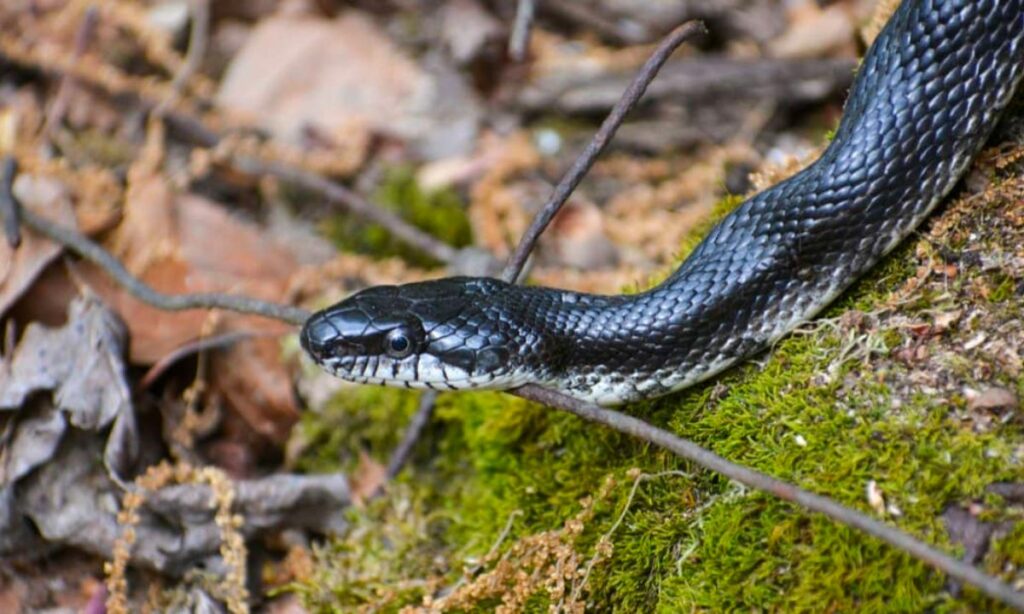 What does it mean to dream of a black snake?