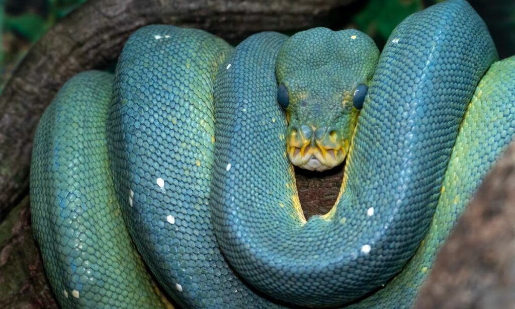 dream of blue snake
