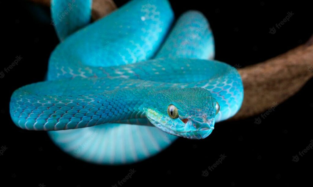 What does it mean when you dream of blue snakes?