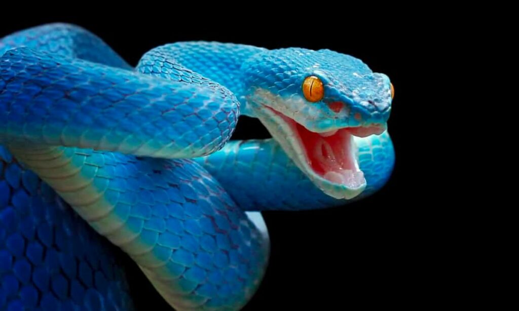 Blue snake dream biblical meaning