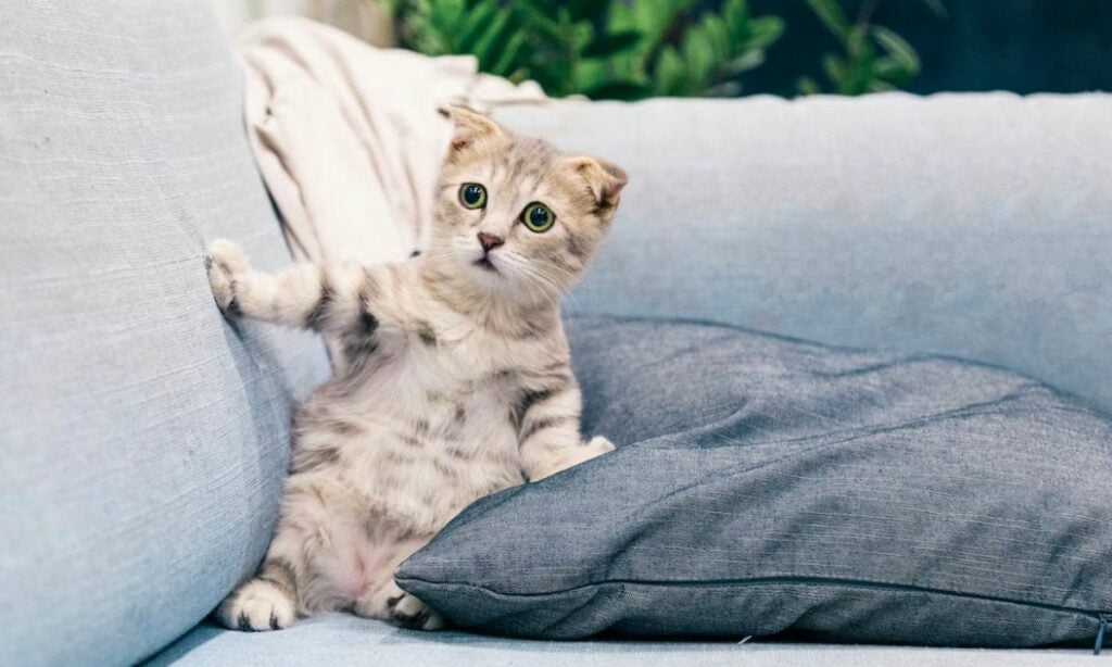 59 Common Scenarios And Interpretations When You Dream About Kittens
