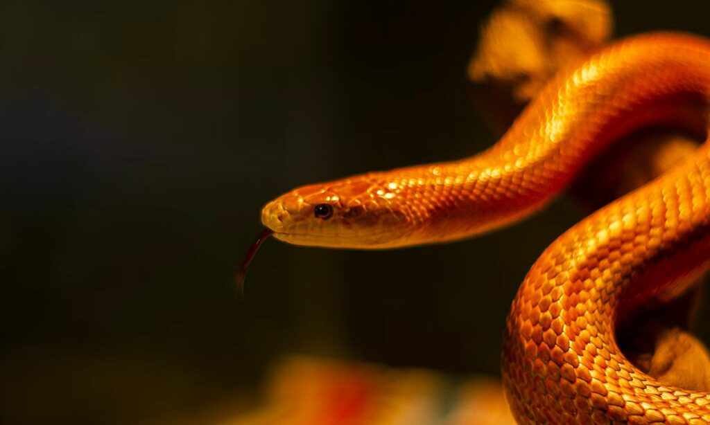 Orange Snake Spiritual Meaning