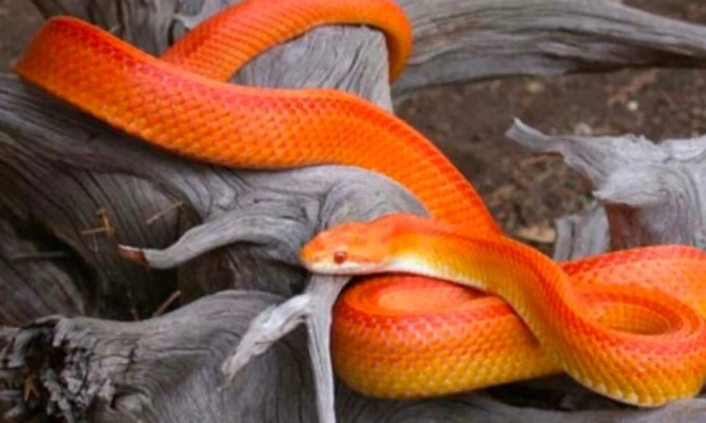 9 Common Dreams About Orange Snake And Their Interpretations