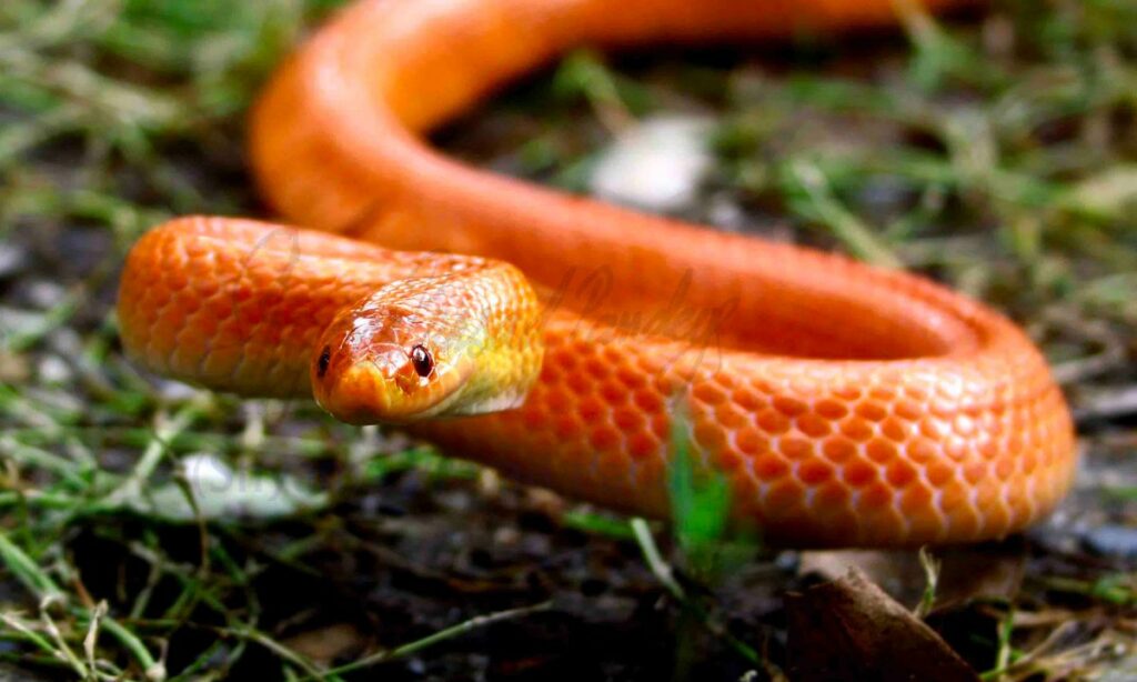 9 Spiritual Meanings When You Dreams About Orange Snakes
