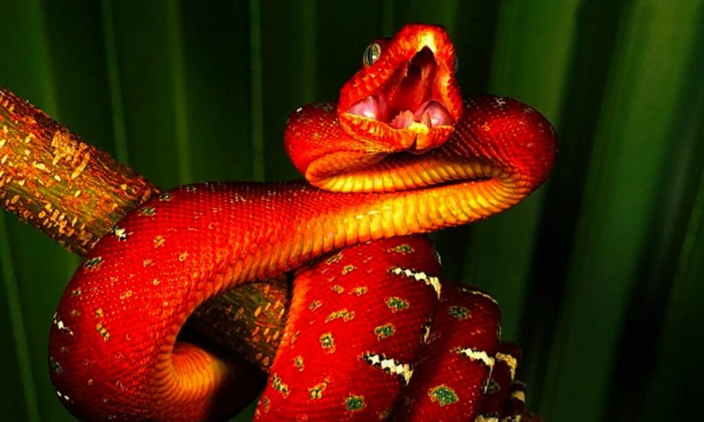 Orange Snake - Dream Interpretation Meaning