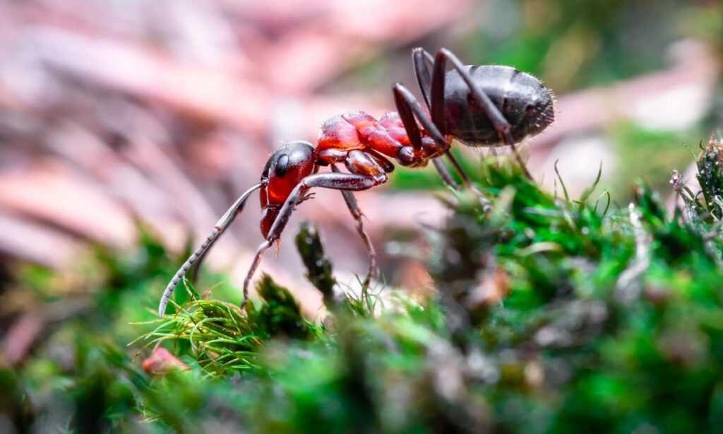 What does it mean when you dream of ants?