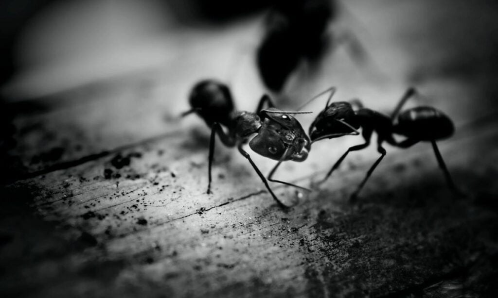 Biblical meaning of dreaming of ants