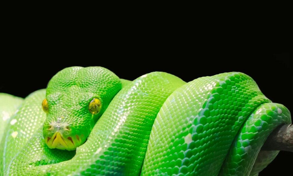 17 Green Snake Dream Interpretations