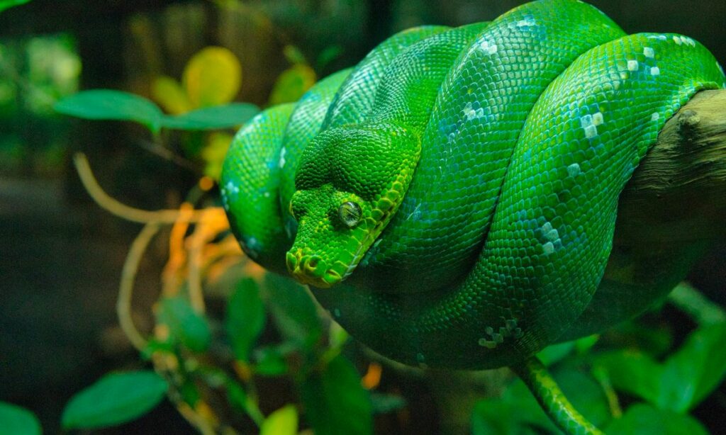 What does it mean when you dream about green snakes?