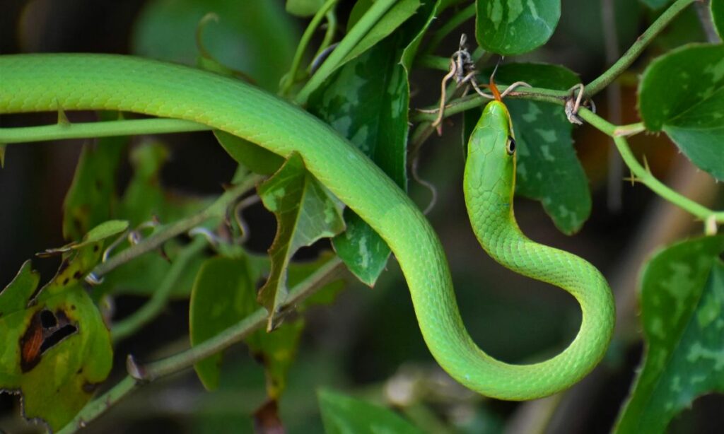 Green snake dream spiritual meaning