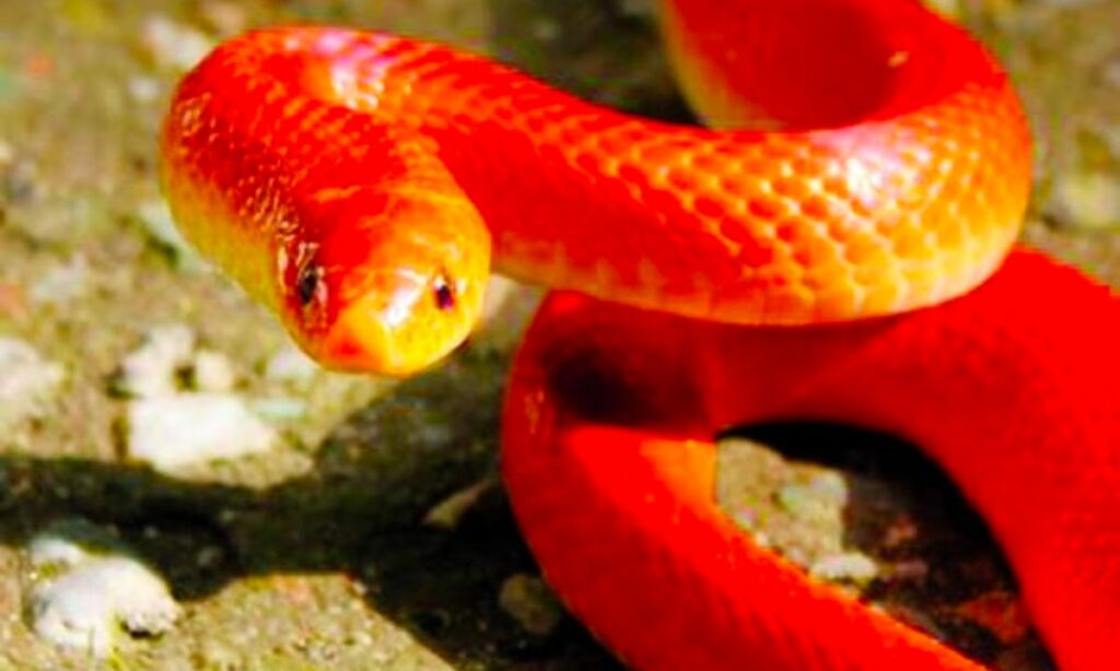 Red Snake Dream