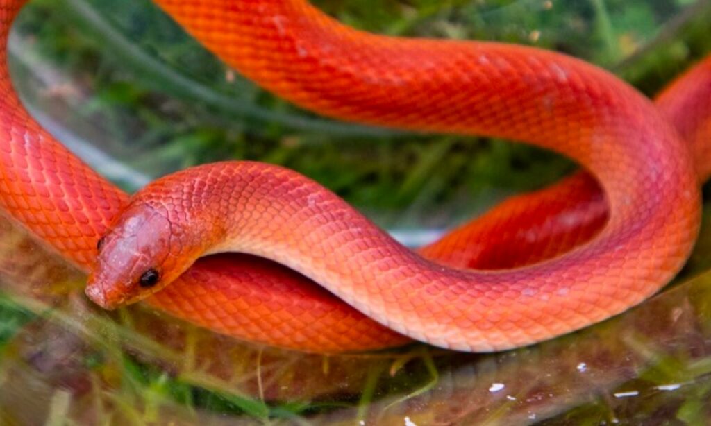 What does a red snake mean in a dream?