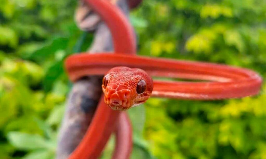 23 Common Red Snake Dream With Their Meanings And Interpretations