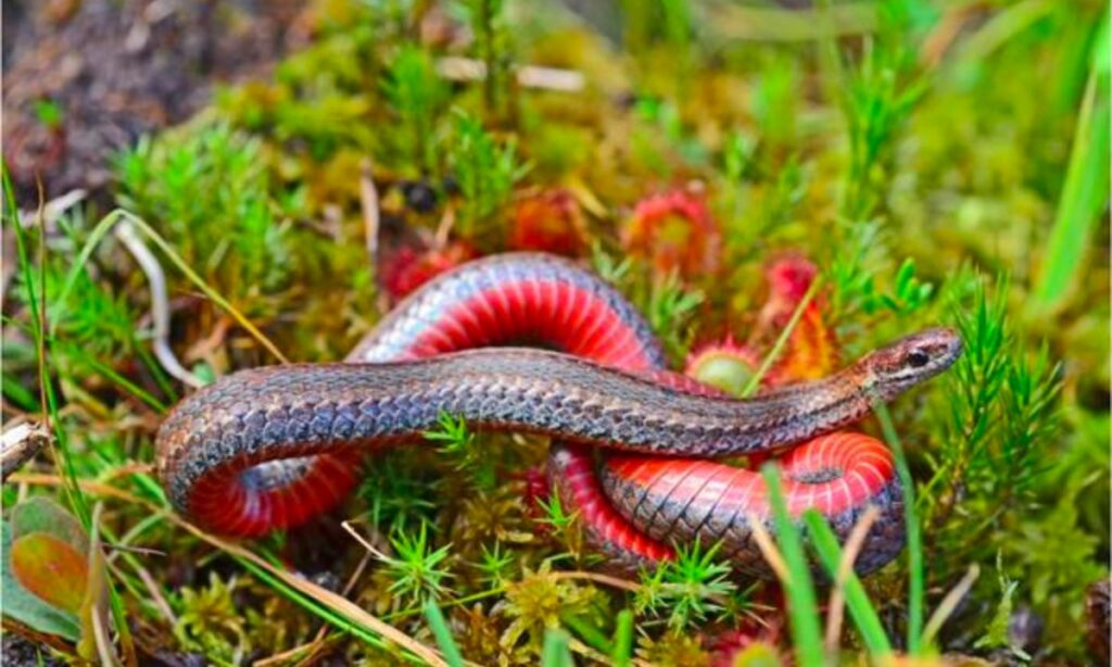 13 Red Snake In Dream Meanings
