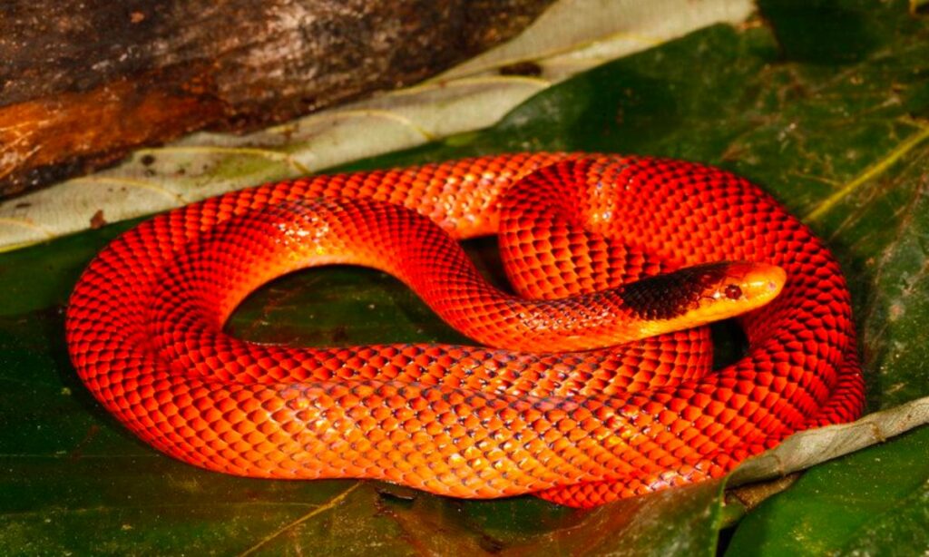 Red snake in dream spiritual meaning