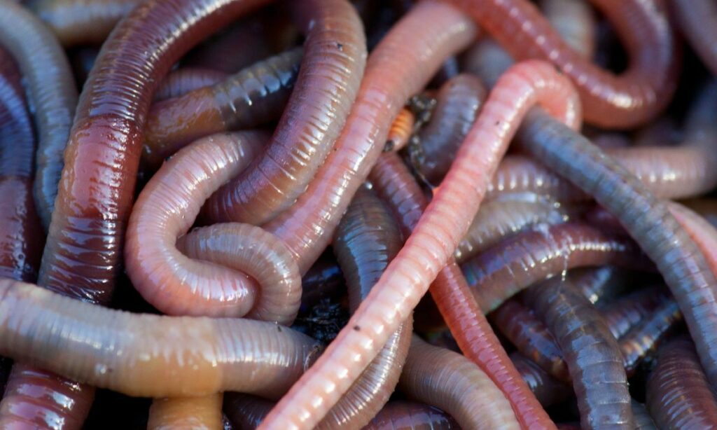 Common Dreams About Worms Interpretations