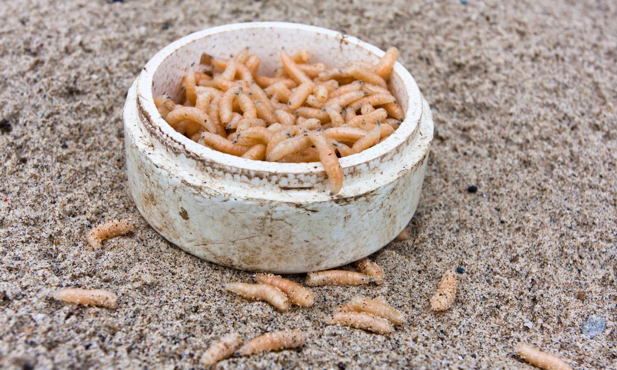 Spiritual Meaning Of Maggots In Dreams