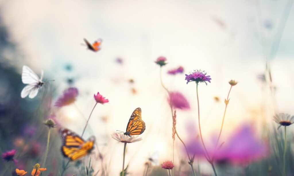 Dream of Butterfly Zhuangzi