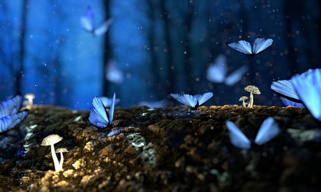 Seeing butterfly in Dream Islam