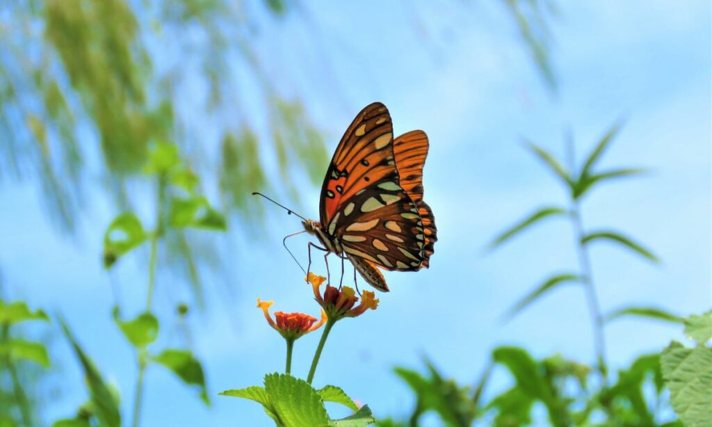 Biblical Meaning of butterfly in a dream