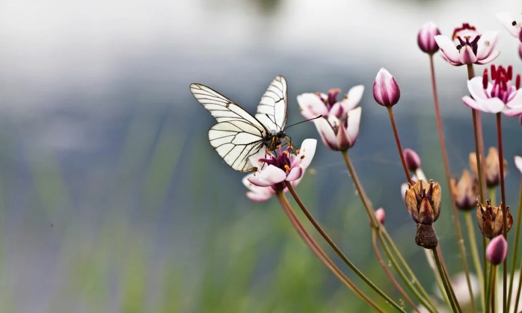 What Does It Mean When You Keep Seeing Butterflies?