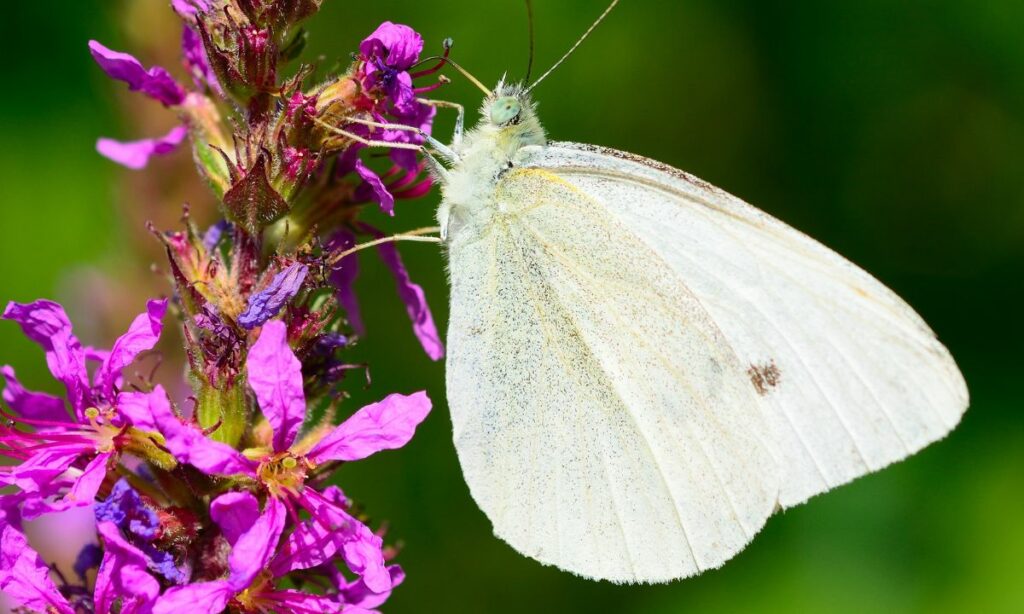 White Butterfly Meaning In Law Of Attraction