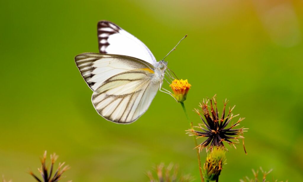 White Butterfly Meaning Love Dream
