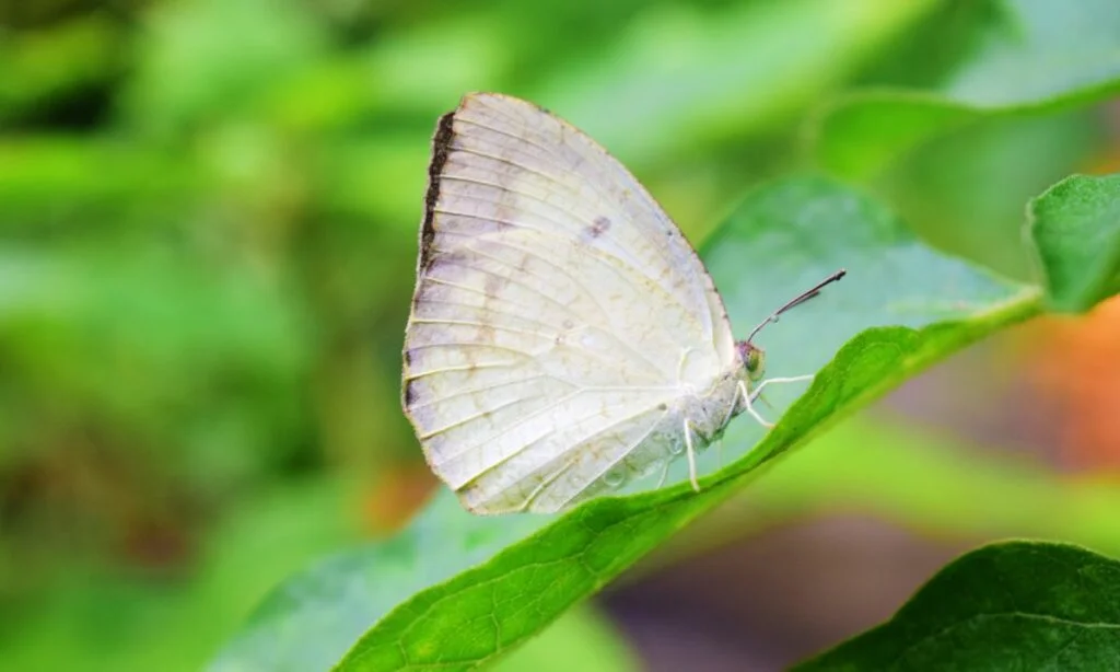 White Butterfly Meaning Hinduism