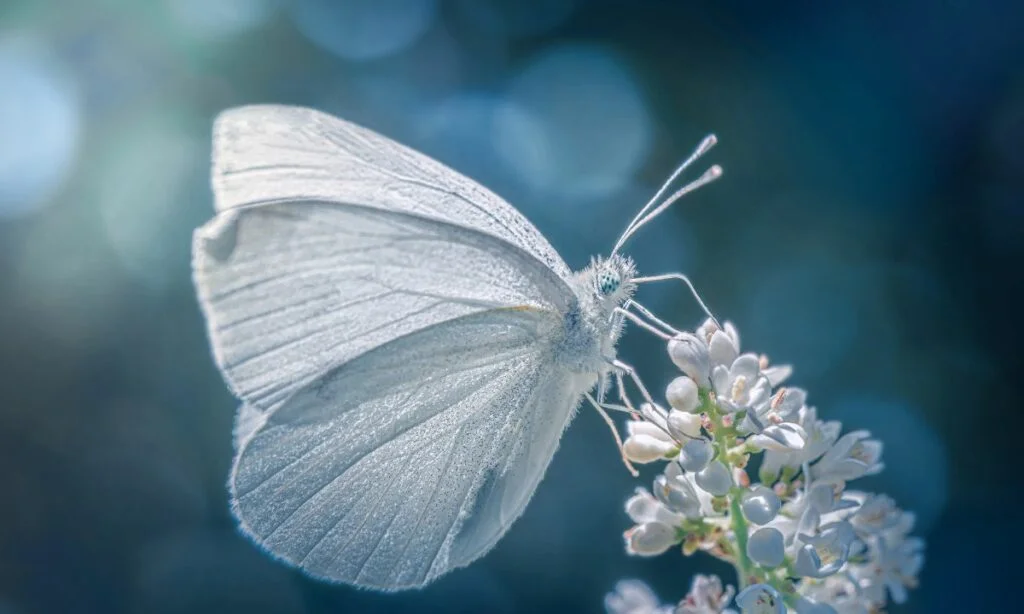 White Butterfly Meaning Twin Flame Dream