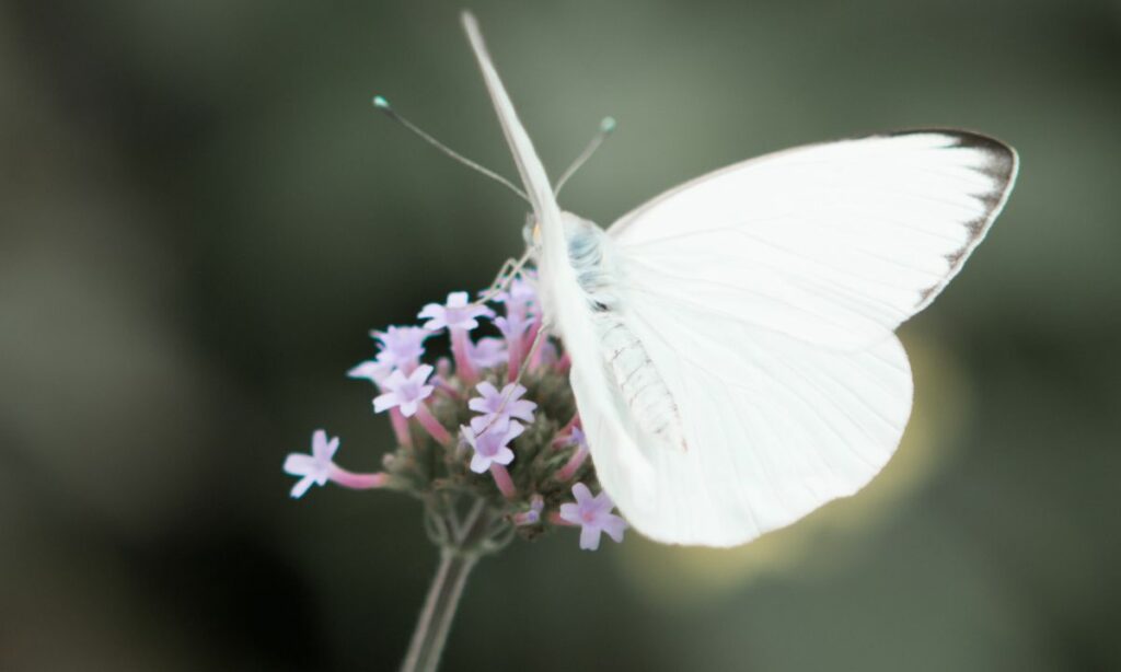 Dream Of White Butterfly Meaning Bible