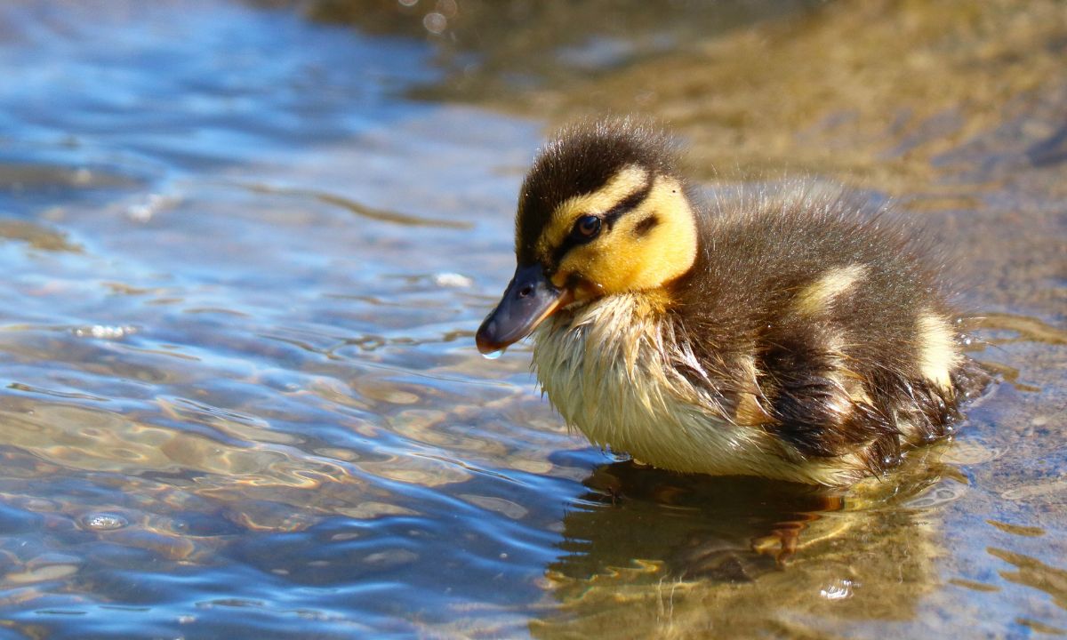 Biblical Meaning of Duck in Dreams