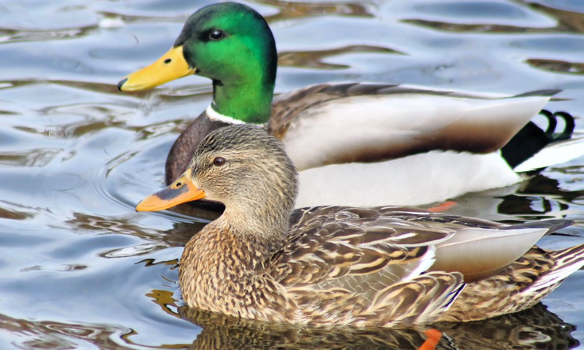13 Common Dream Scenarios Of Ducks and Their Interpretations