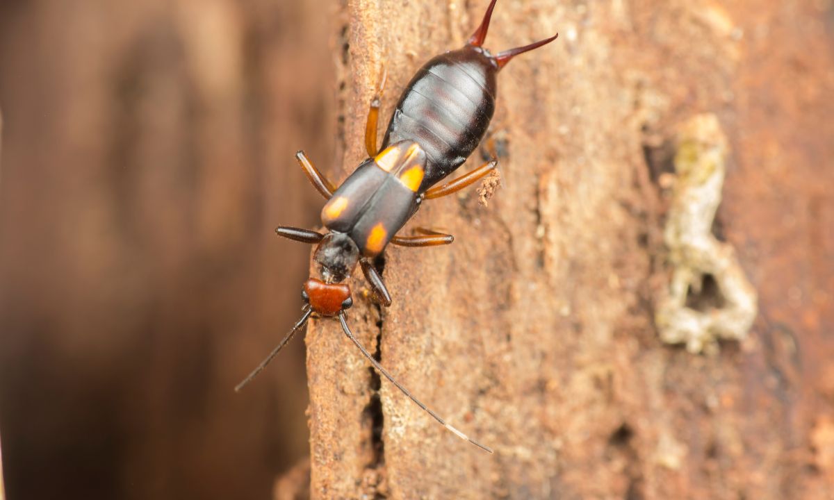 General Dreams About Bed Bugs & Their Meanings