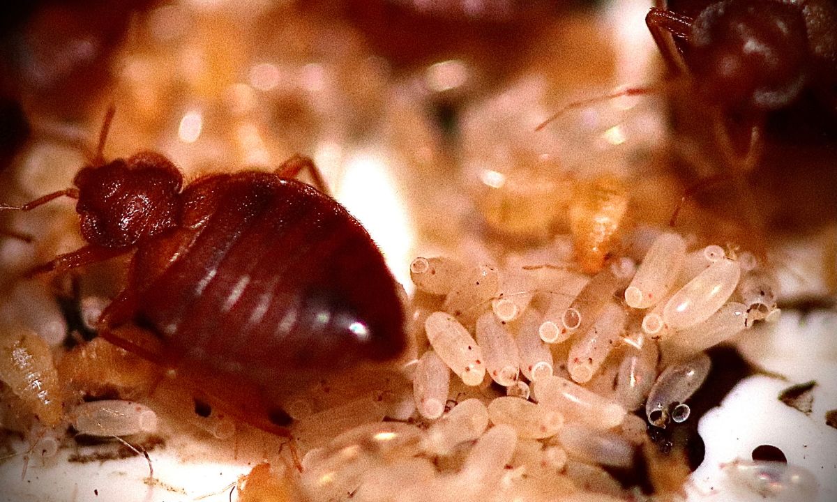 Bed bugs in dream Hindu Meaning