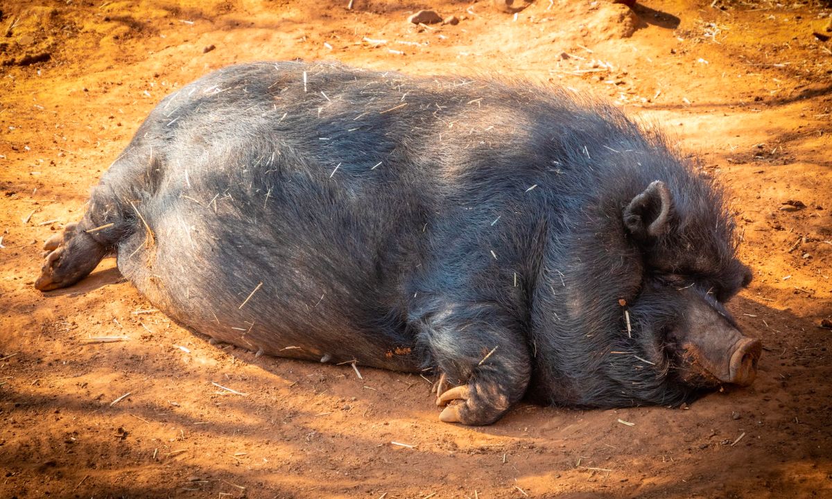 Spiritual Meaning Of Pig In Dreams