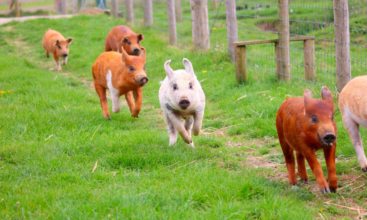 Common Dream Interpretation Pigs: What Does It Mean When You Dream About Pigs?