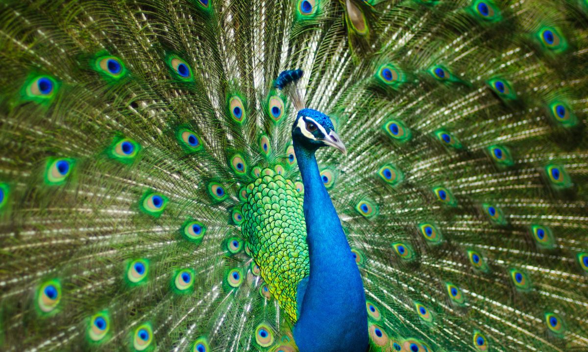 Peacock in Dream Spiritual Meaning