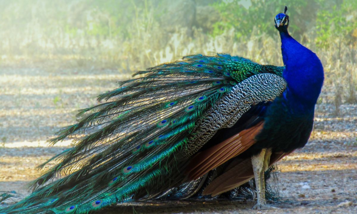Biblical Meaning of Peacock in Dreams