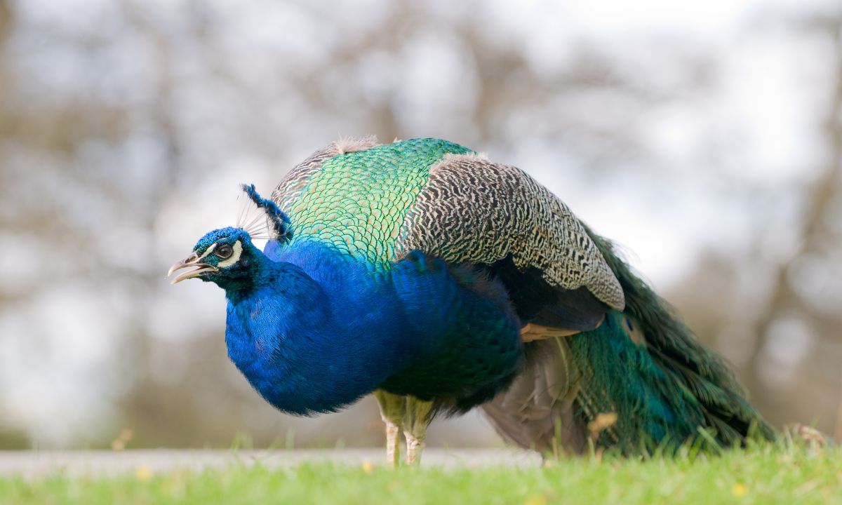 Seeing Peacock in Dream Hindu Meaning