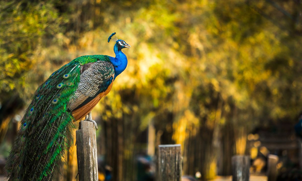 17 Common Scenarios About Peacocks in Dreams With Their Meanings